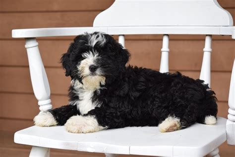 Miniature Bernedoodle Puppy For Sale Dundee Ohio Queenie Female – AC ...