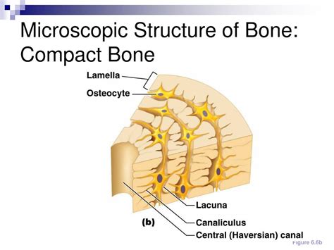 Microscopic Bone Matrix Figure 的图像结果