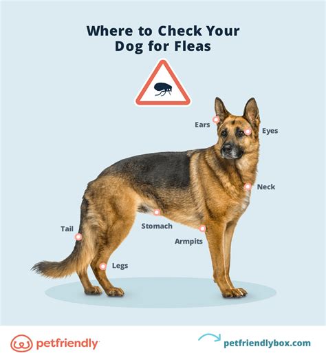 Flea Bites On Dogs