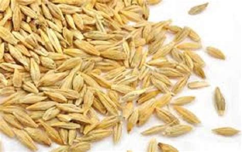 Image result for Java Birai