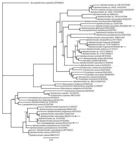 Taxonomy and Identification of Principal Foliar Nematode Species ...