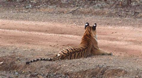 Oh Deer! The Thrill Of The Hunt | Nature inFocus