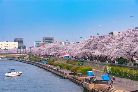 Wann Kirschblüten in Japan blühen: Interessante Fakten und beste Orte ...