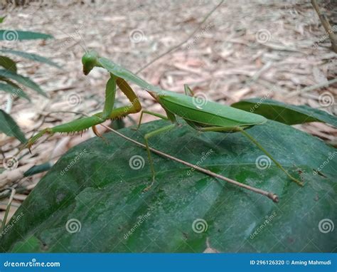 Praying Mantises are Cannibalistic Insects and Praying Mantises Can Turn Their Heads 180 Degrees ...