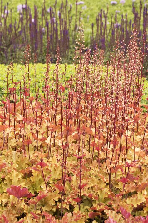 Marmalade Heuchera, Heuchera x 'Marmalade', Monrovia Plant
