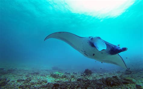 Von der Über- und Unterwasserwelt im Komodo Nationalpark | wirzwei.in