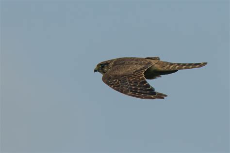 Image result for Merlin In-Flight