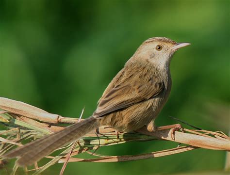 Graceful Prinia - Prinia gracilis - Cisticolidae - Birds of India