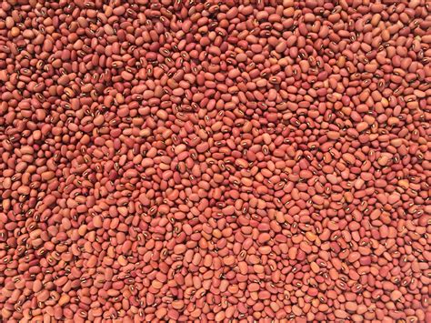 Sea Island Red Pea – Truelove Seeds