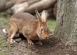 Image result for Bunny Rabbit Babies