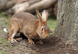 Image result for Rabbit for Easter