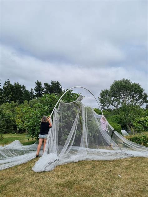 Image result for How to Bilde a Tree Nete