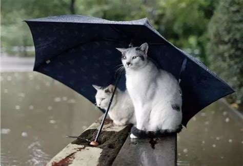 流浪猫伤人，责任在谁_腾讯新闻