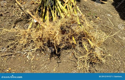 Tobacco Plant Roots after Harvest. Tobacco Root Stock Image - Image of ...
