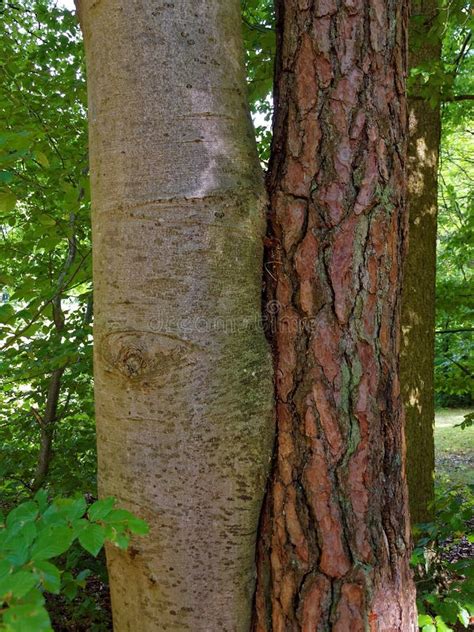 Image result for Two Crossed Trees