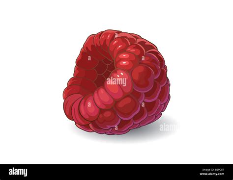 Image result for Raspberry Drawing