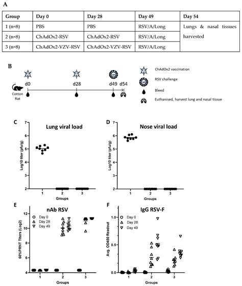 Pre-Clinical Development of an Adenovirus Vector Based RSV and Shingles ...