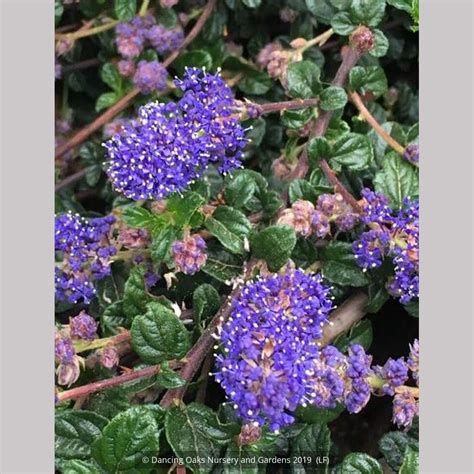 Ceanothus 'Centennial', California Lilac – Dancing Oaks Nursery and Gardens