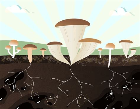 Image result for Bacteria Reproduction Animation