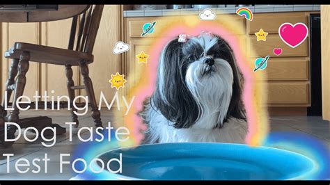 Dogs Taste Testing Food 的图像结果