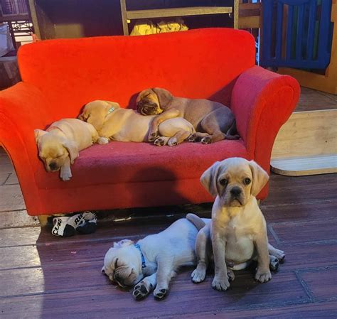 Pugalier - Salisbury East - PetsForHomes