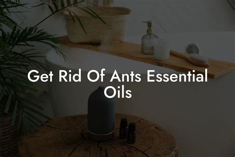 Get Rid Of Ants Essential Oils | Oshu | Artisan Essential Oils