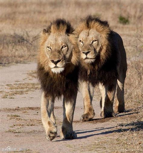 Mapogo, Kinky Tail – nguyệt trinh