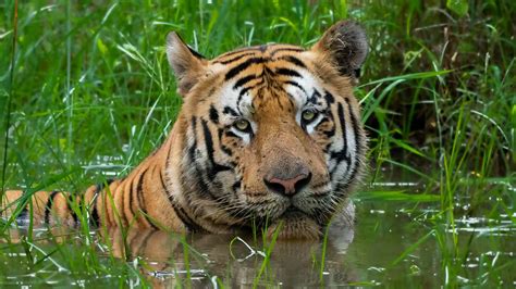Jungle Safaris & Wildlife tours in India