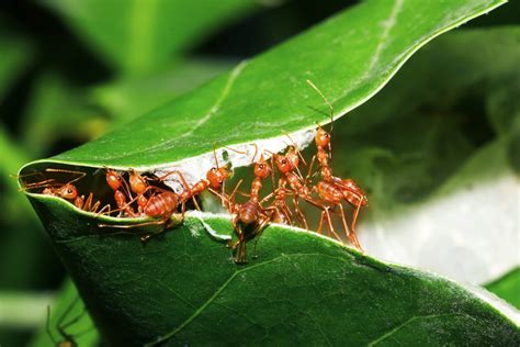 Tag: insect social behavior | ID the Future