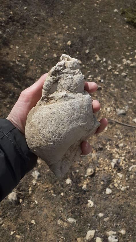 Image result for Sea Shell Fossil