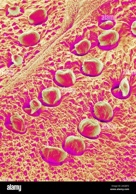 Insect 的图像结果