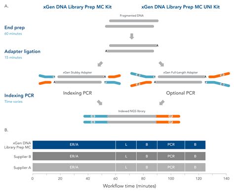 cfDNA Library Prep Process 的图像结果