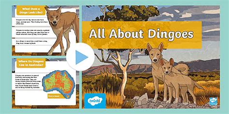 All About Dingoes PowerPoint - Year 4/5 Science