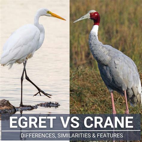 Crane Bird Vs Heron at Gemma Nock blog