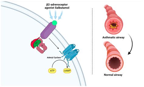Salbutamol in the Management of Asthma: A Review