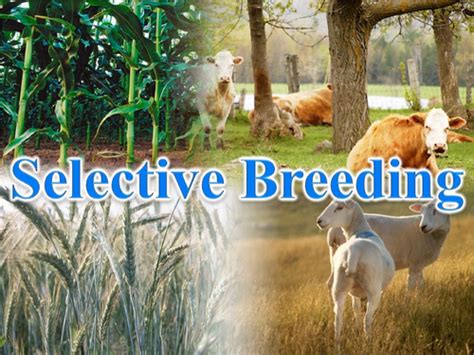 Selective Breeding Ancient Biotechnology Examples 的图像结果