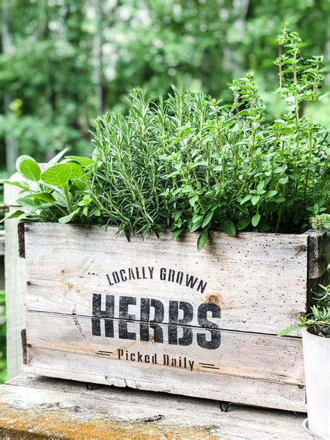 Herb Container Garden Combinations | Fasci Garden