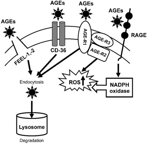 Anti-Aging Effects of Polyoxometalates on Skin