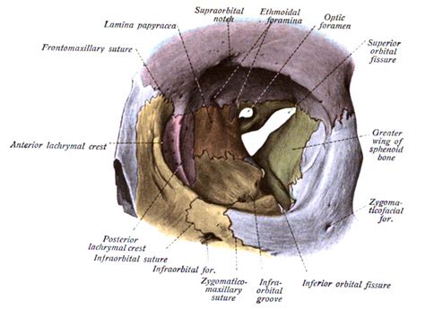 Inf Orbital Fissure