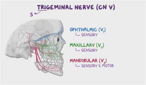 Understanding the Trigeminal Nerve Anatomy and Function