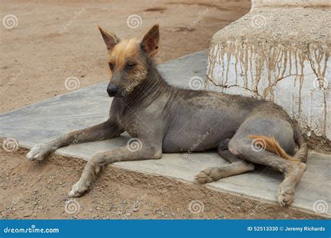 Peruvian Hairless Dog stock photo. Image of breed, lying - 52513330