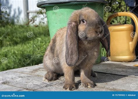 A floppy eared red rabbit stock photo. Image of bucket - 75799902