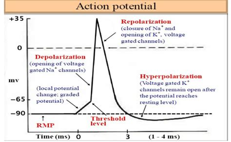 Image result for Threshold vs Resting Membrane Potential