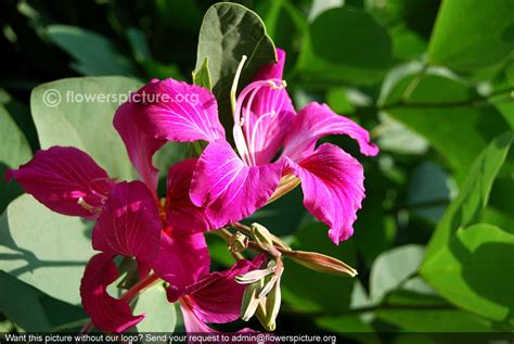 Purple orchid tree | Bauhinia purpurea
