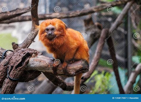 Golden Lion Tamarin Monkey - Golden Marmoset Stock Image - Image of ...