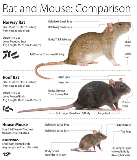 Mouse Species Identification