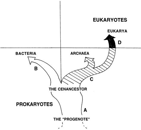 Origin of Replication 的图像结果
