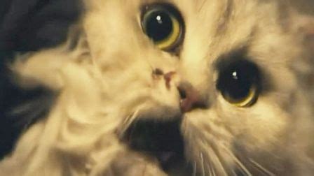 《猫看见死亡的双眼》-高清电影-完整版在线观看