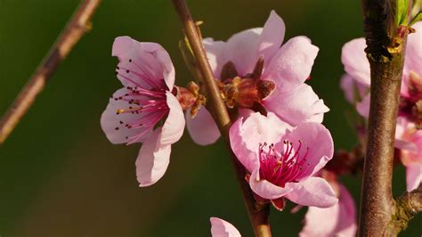 Download wallpaper 2560x1440 flower, branch, spring, bloom widescreen ...