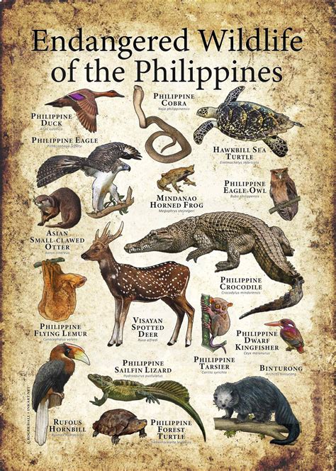 Endangered Species Poster
